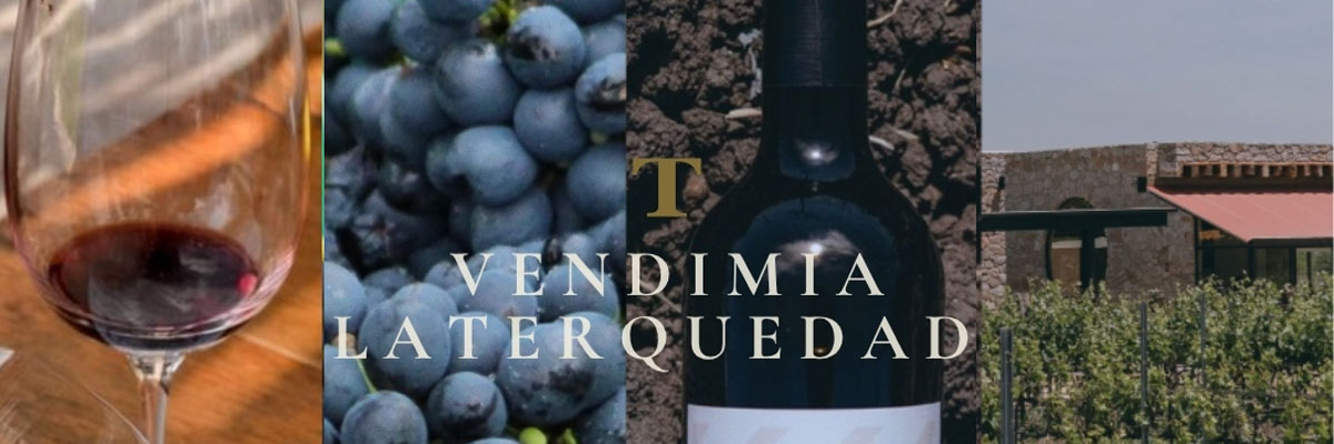 BODEGAS Y VI�EDOS LA TERQUEDAD
