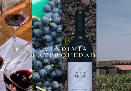 BODEGAS Y VI�EDOS LA TERQUEDAD